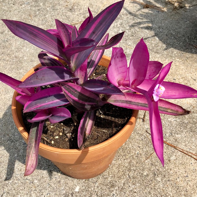  Pink striped Tradescantia 