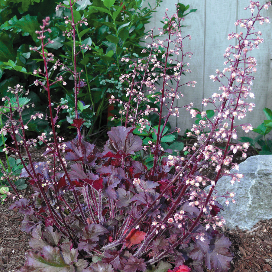 Heuchera Melting Fire