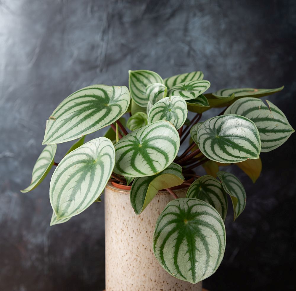 Watermelon Peperomia