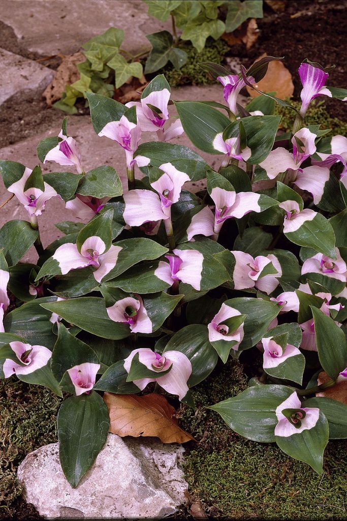 Tradescantia Andersonia Blushing Bride