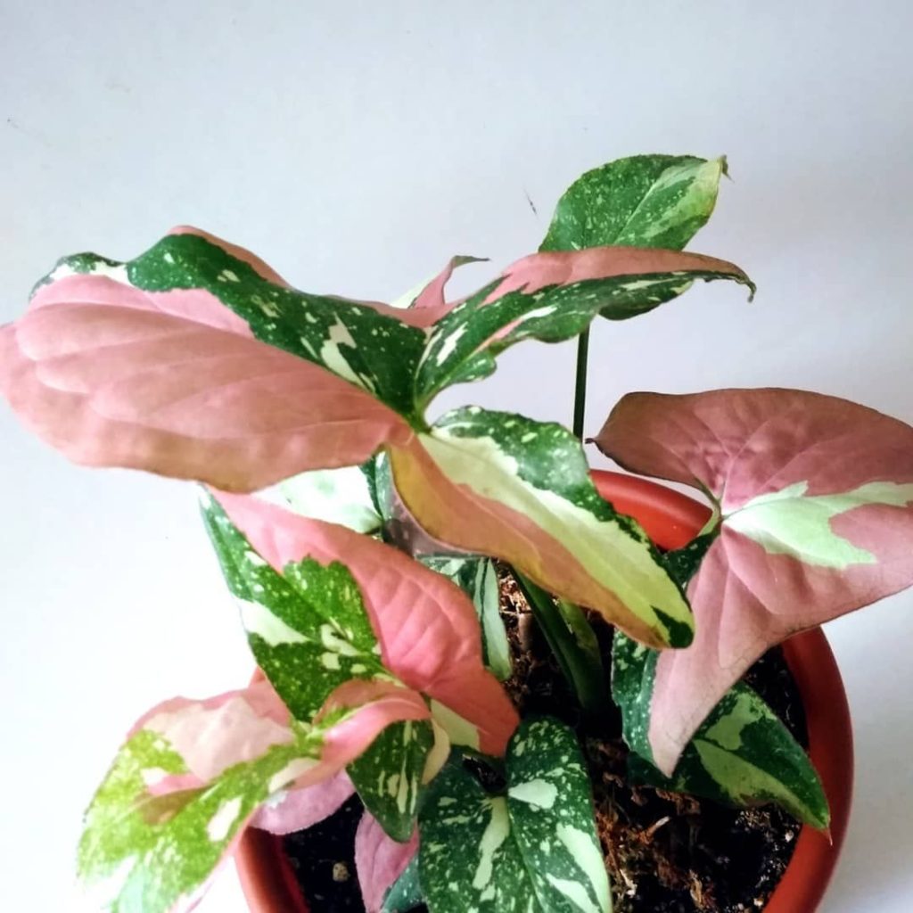 Syngonium Tricolor