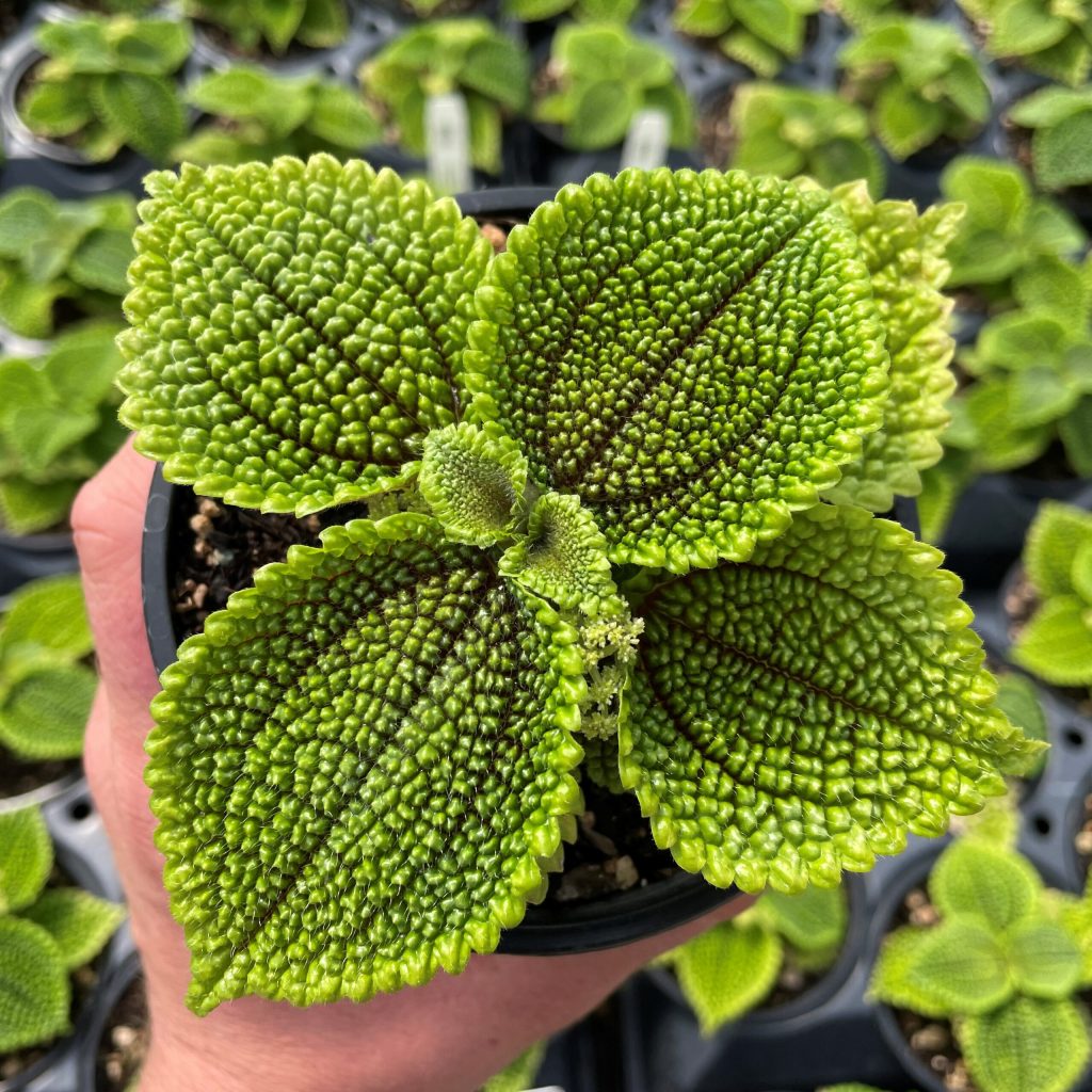 Pilea Mollis