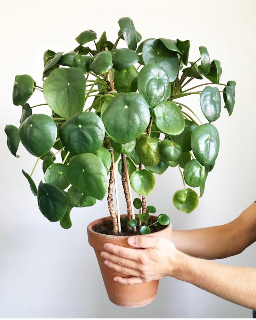 Pilea Peperomiodes