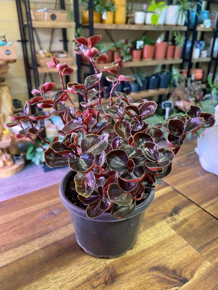 Peperomia Metallica