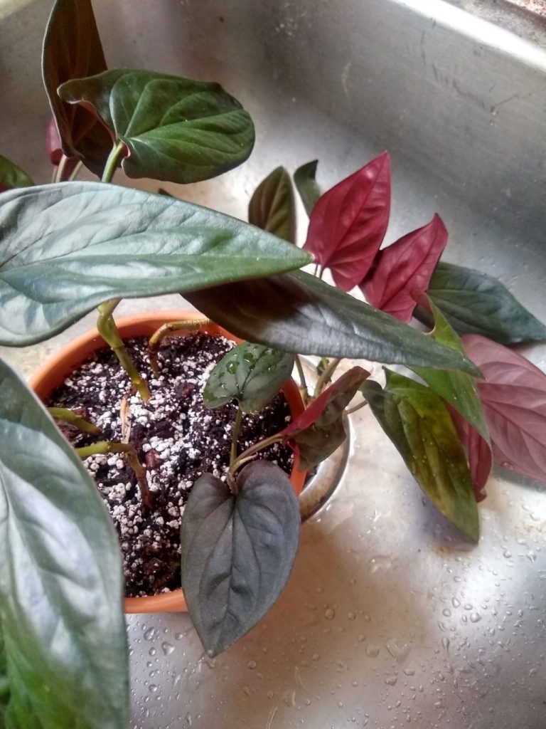 Syngonium Erythrophyllum