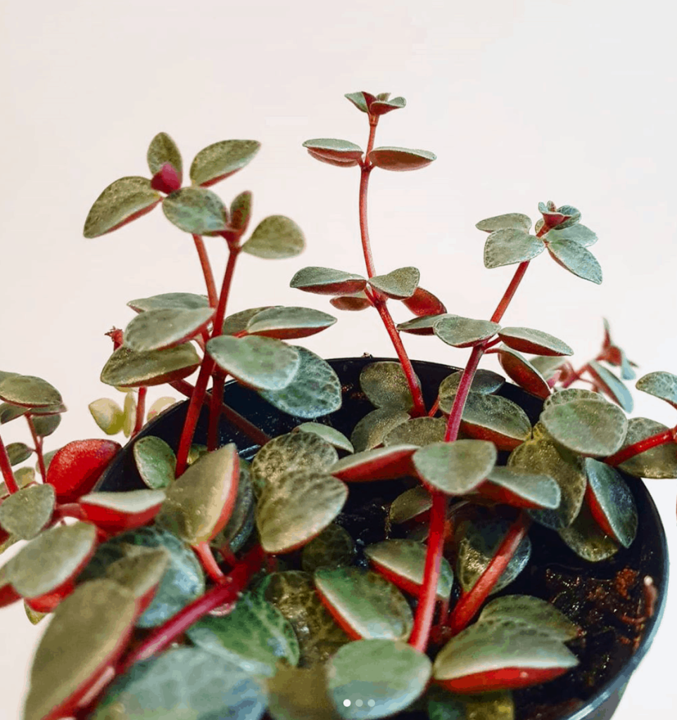 Peperomia Rubella houseplant