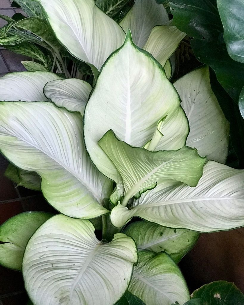 Dieffenbachia Rebecca