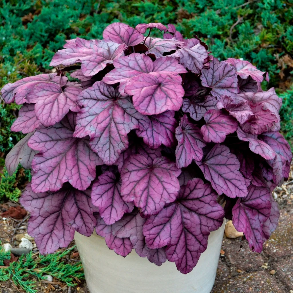 Heuchera Pink Panther