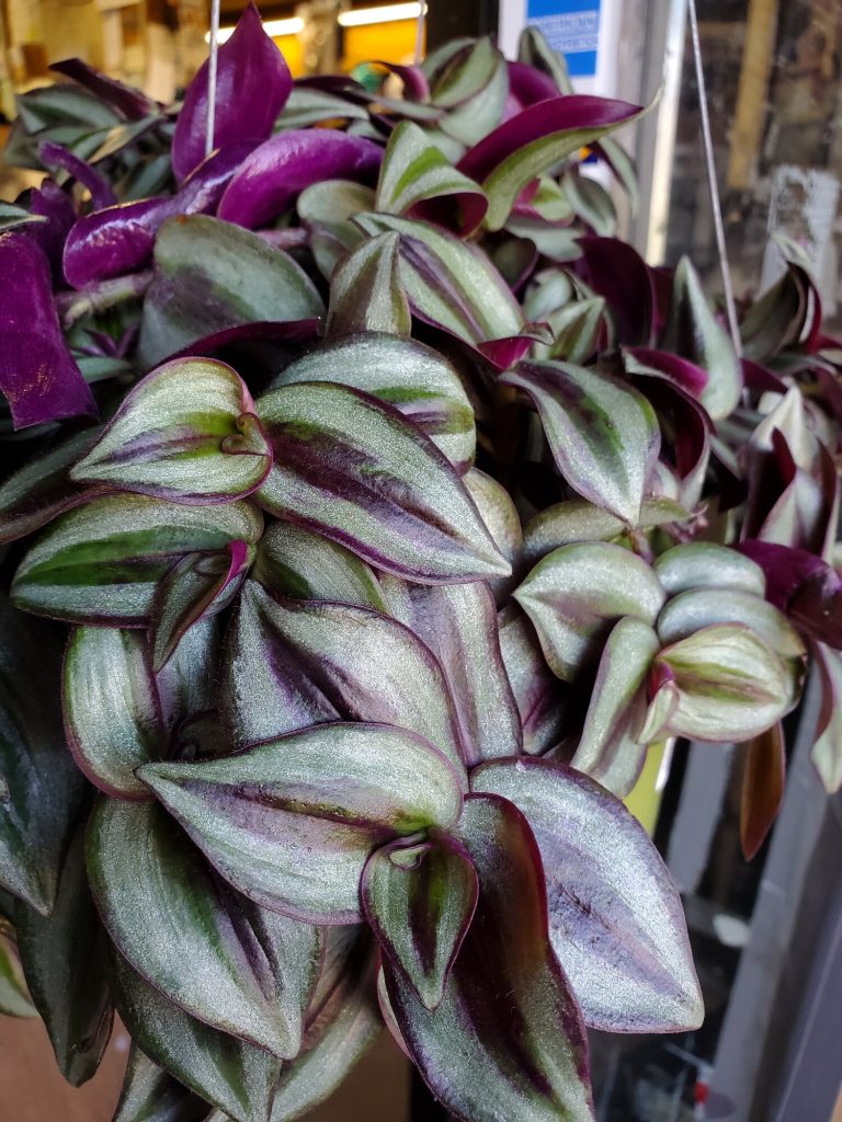 Tradescantia Burgundy