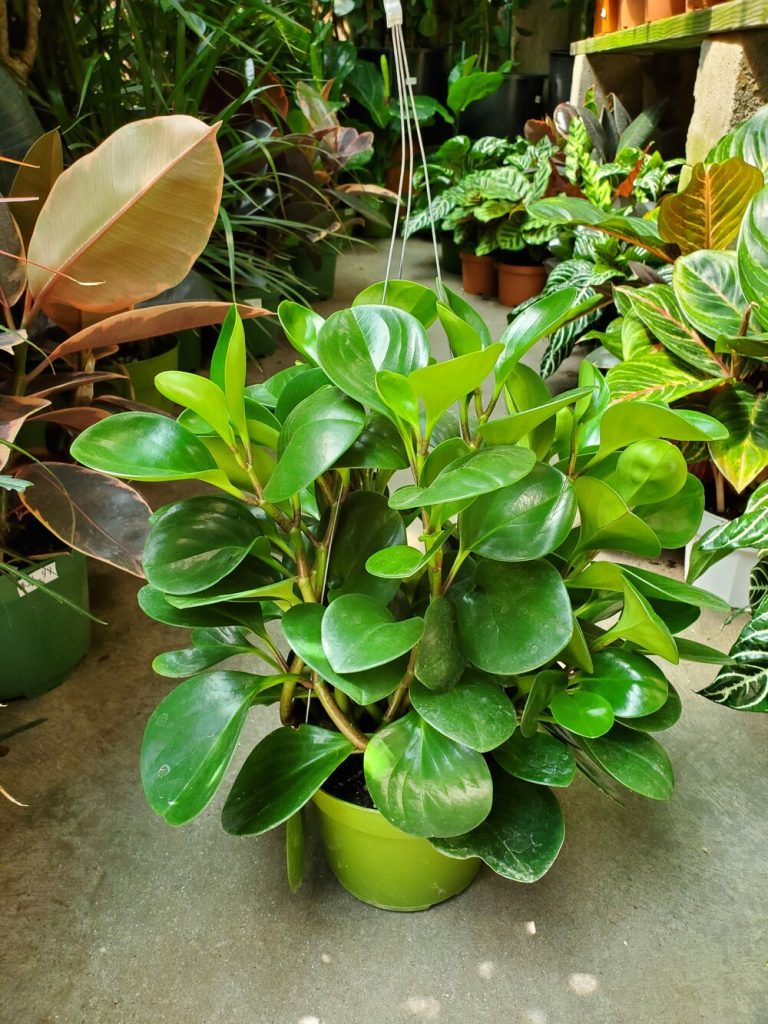 Peperomia Obtusifolia