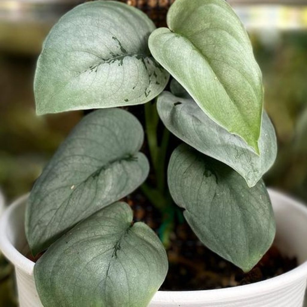 Scindapsus Platinum