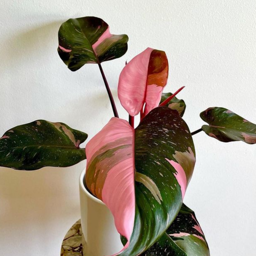 Pink Princess Philodendron