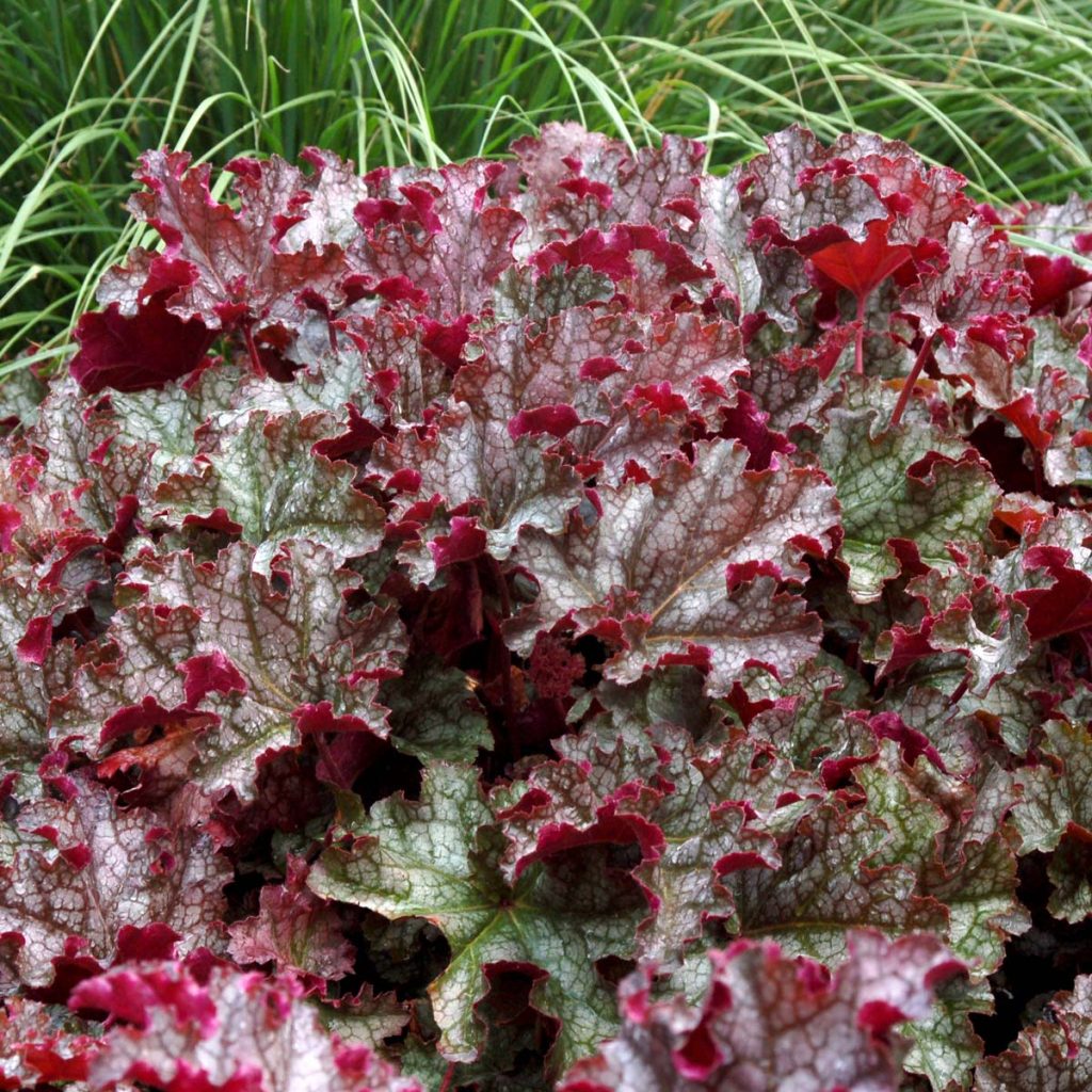 Heuchera CanCan