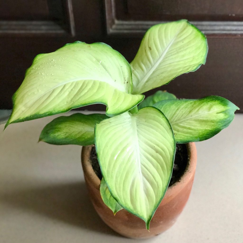 Dieffenbachia Tropic Marianne