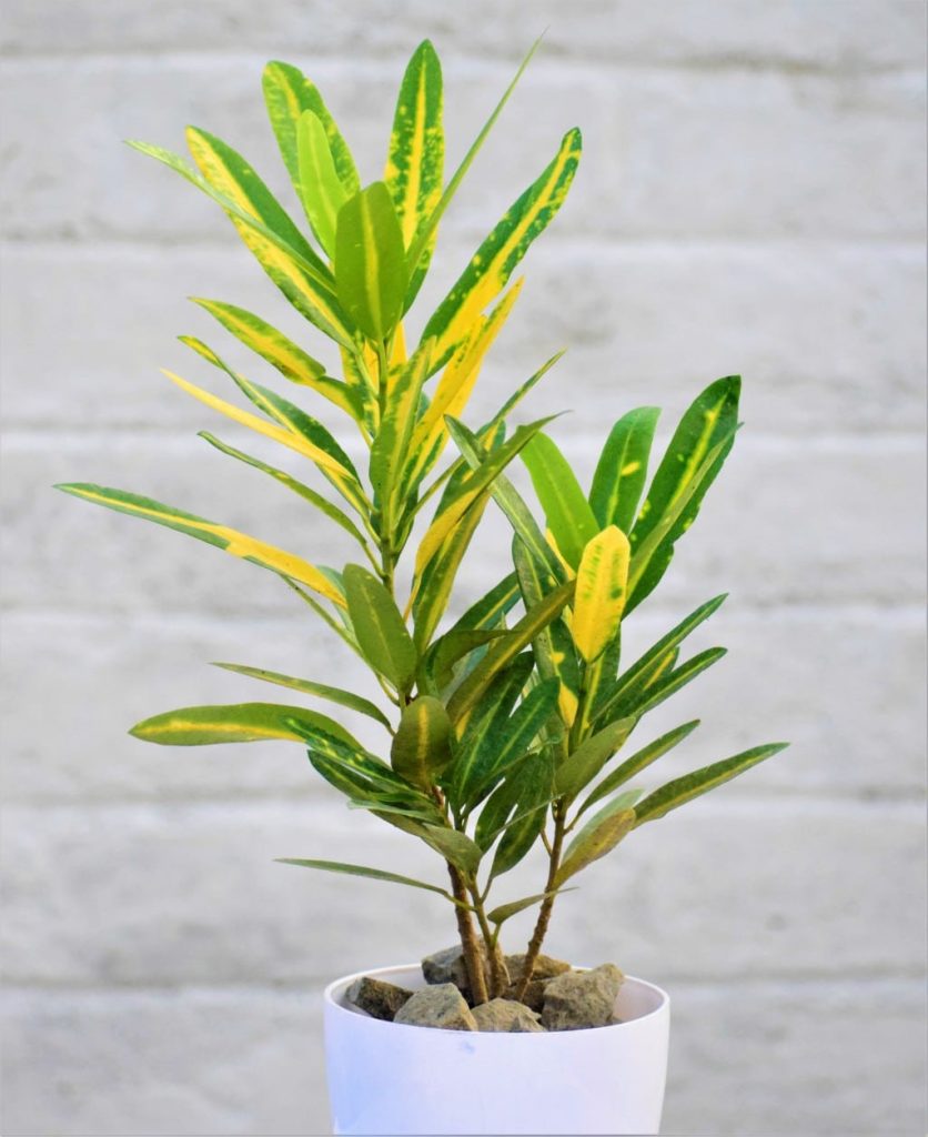 Gold Dust Croton Plant