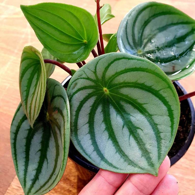 Watermelon Peperomia care