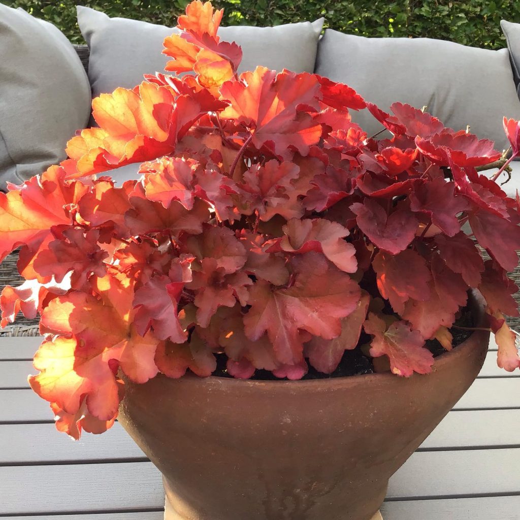 Heuchera Caramel