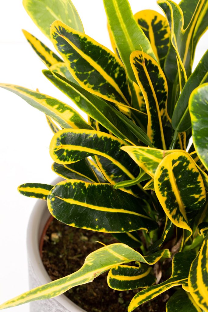 Banana Croton Plant Care growth guide