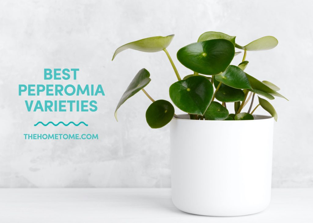 best peperomia varieties thehometome