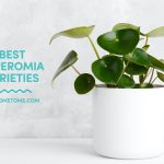 best peperomia varieties thehometome