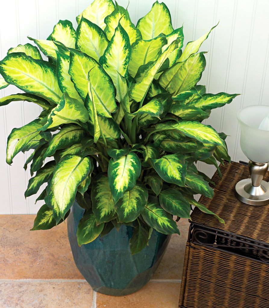 Dieffenbachia Honeydew