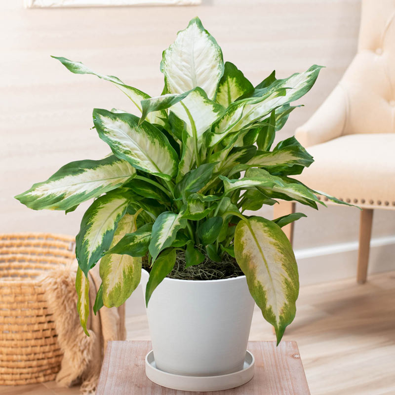 Dieffenbachia Carina