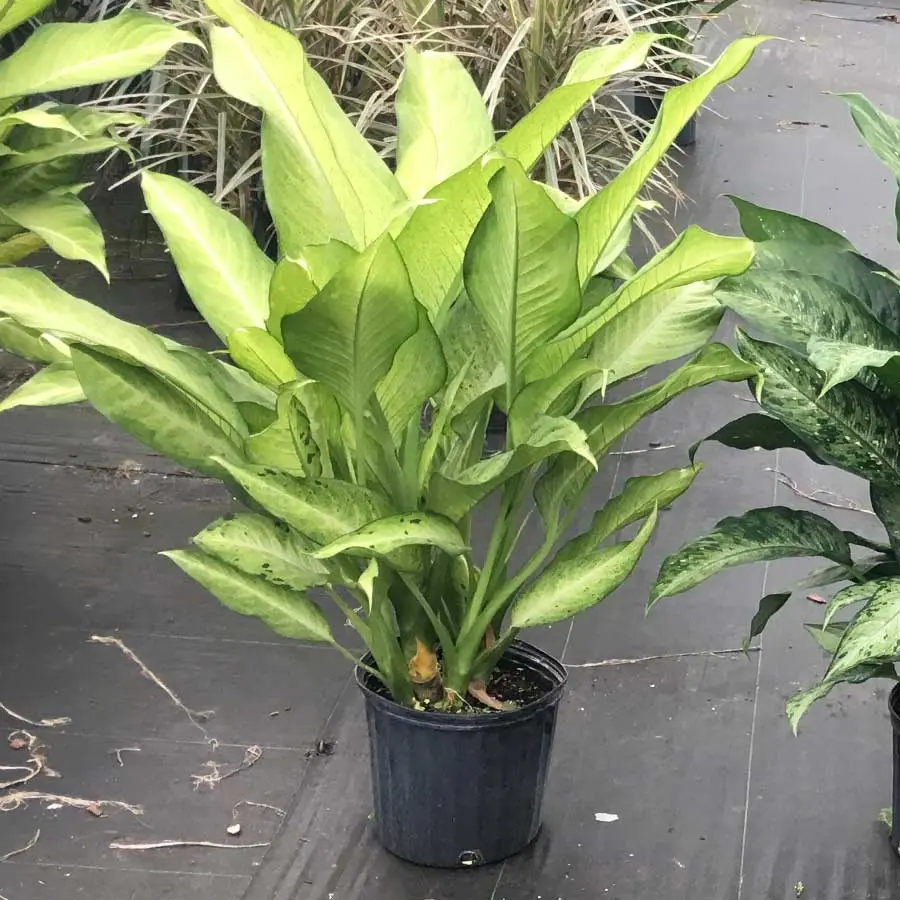 Dieffenbachia Camouflage