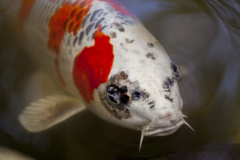 Koi Fish With Red Eyes