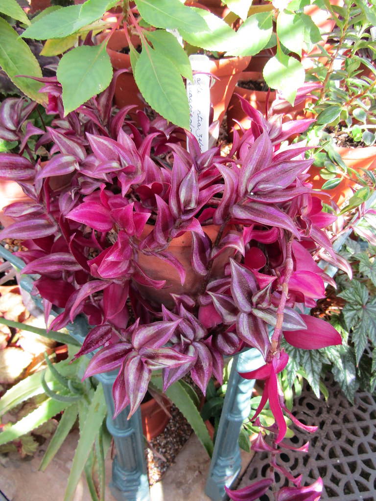 Tradescantia Red gem