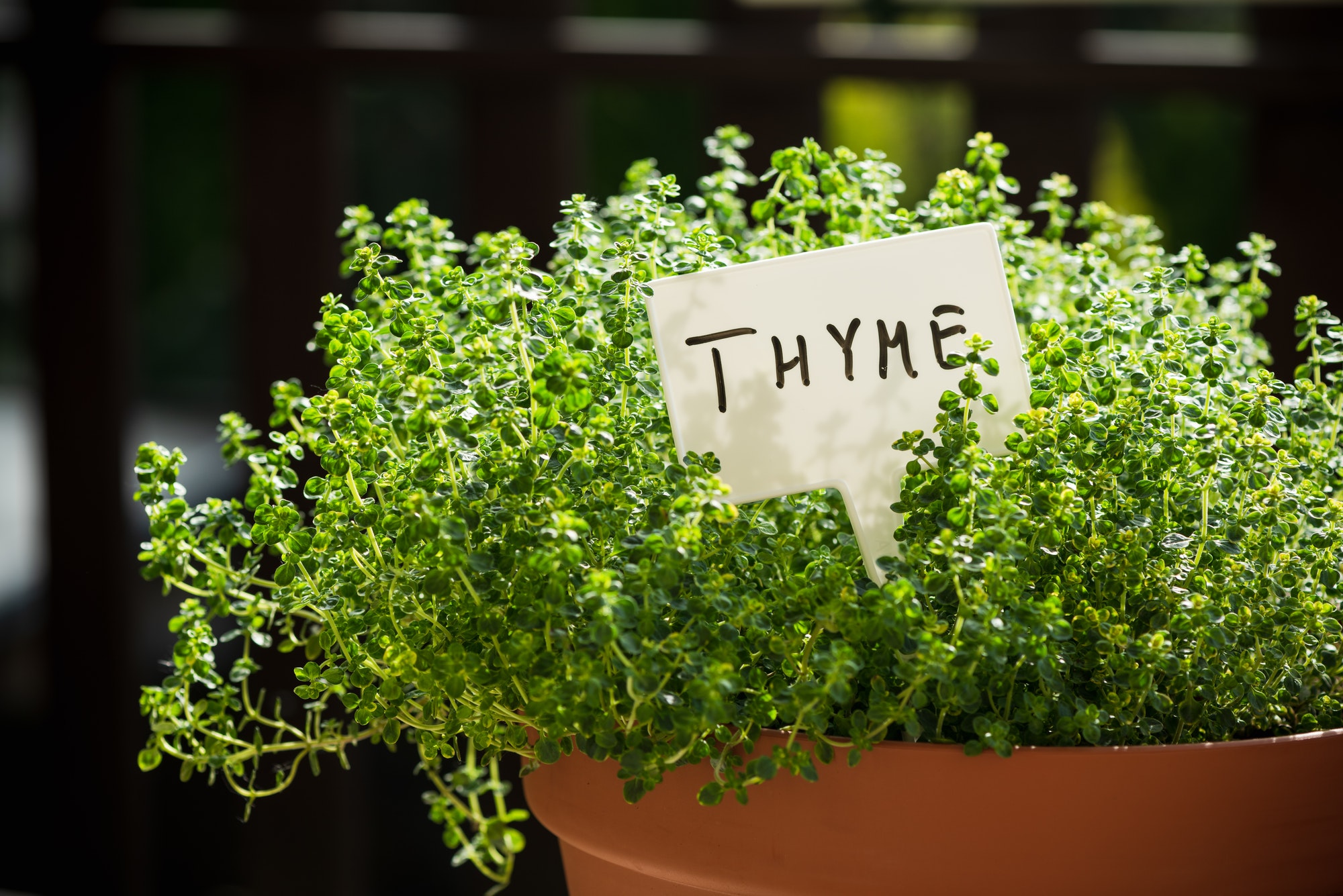 Image of Thyme Companion Planting Website 7