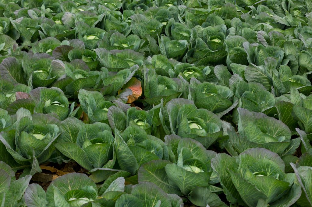 Freshly harvested cabbage