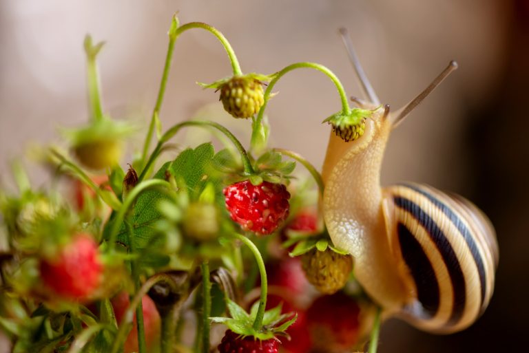 How to keep snails from strawberry plants