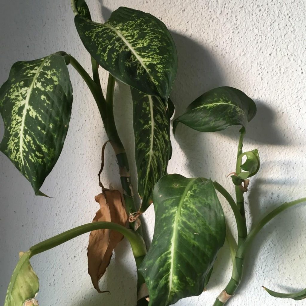 Dieffenbachia Seguine