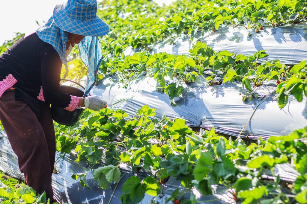 Can I Sprinkle Epsom Salt Around Strawberry Plants?