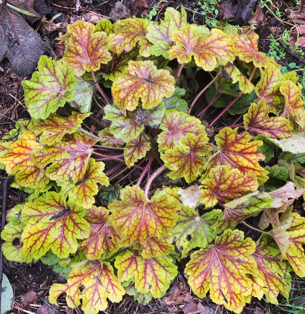 Heuchera Electra