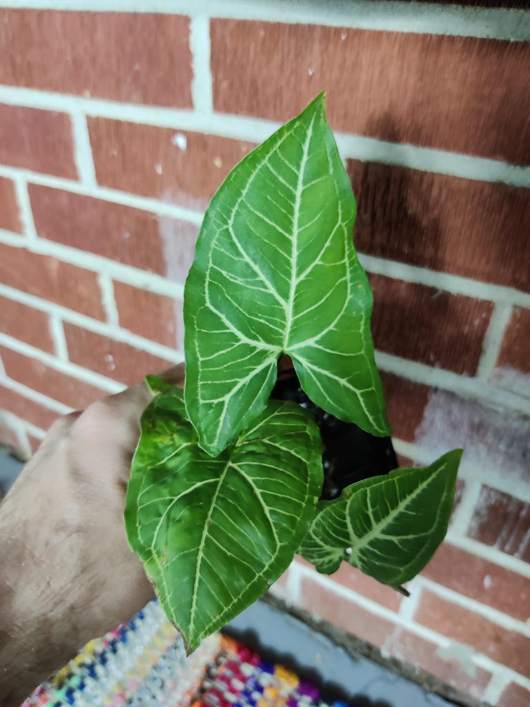  Syngonium Albolineatum