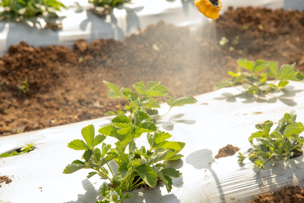 How to Keep Fruit Flies Off Strawberry Plants