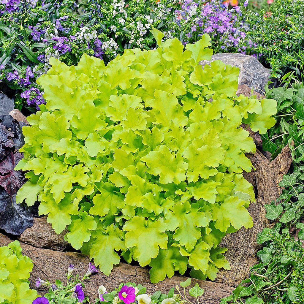 Heuchera Lime Marmalade