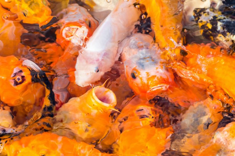 How Long Can Koi Fish Go Without Eating?