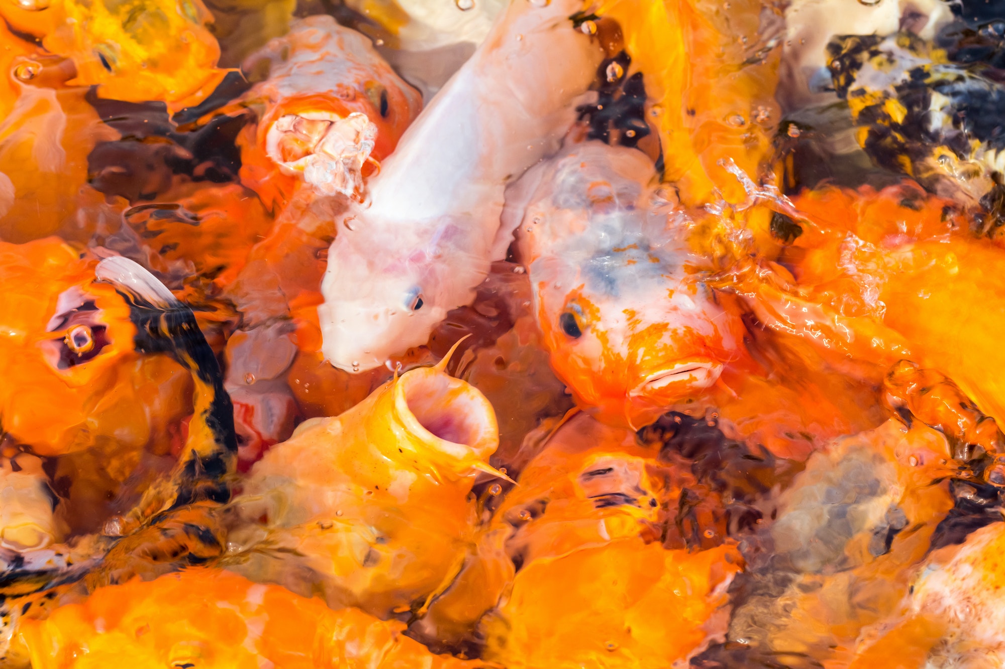 how-long-can-koi-fish-go-without-eating-the-home-tome