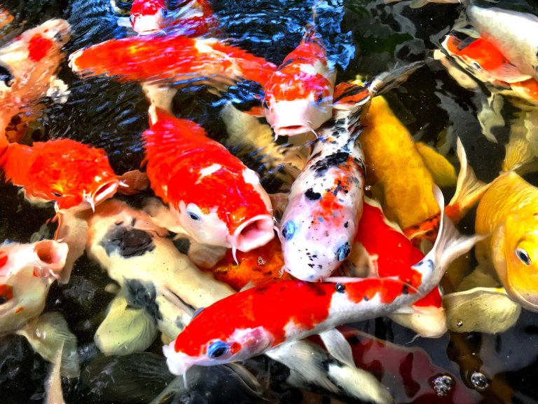 what to feed Koi fishes
