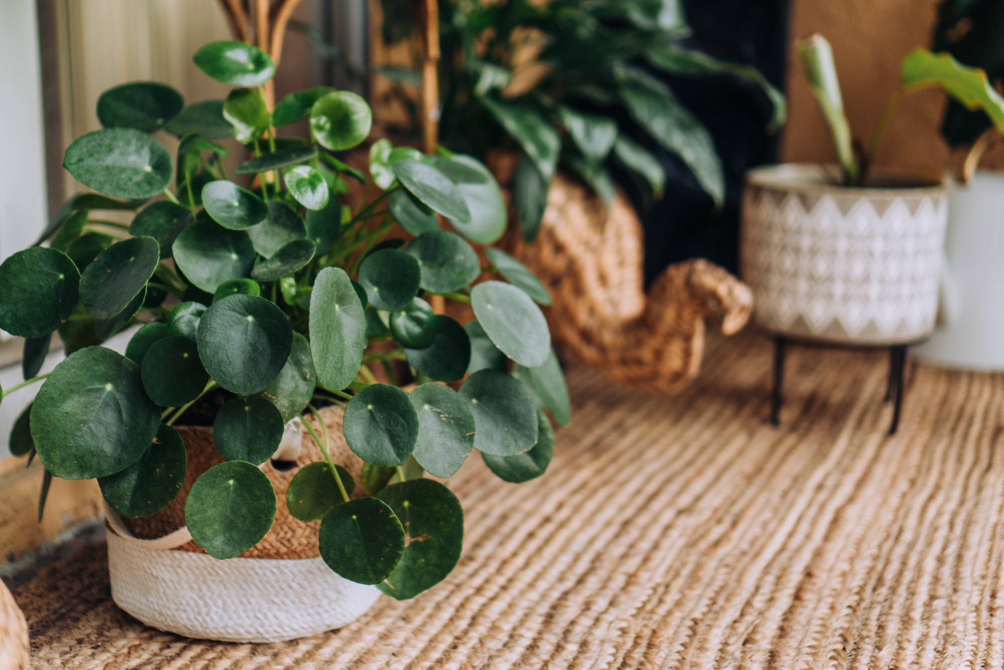 Types of pilea plants