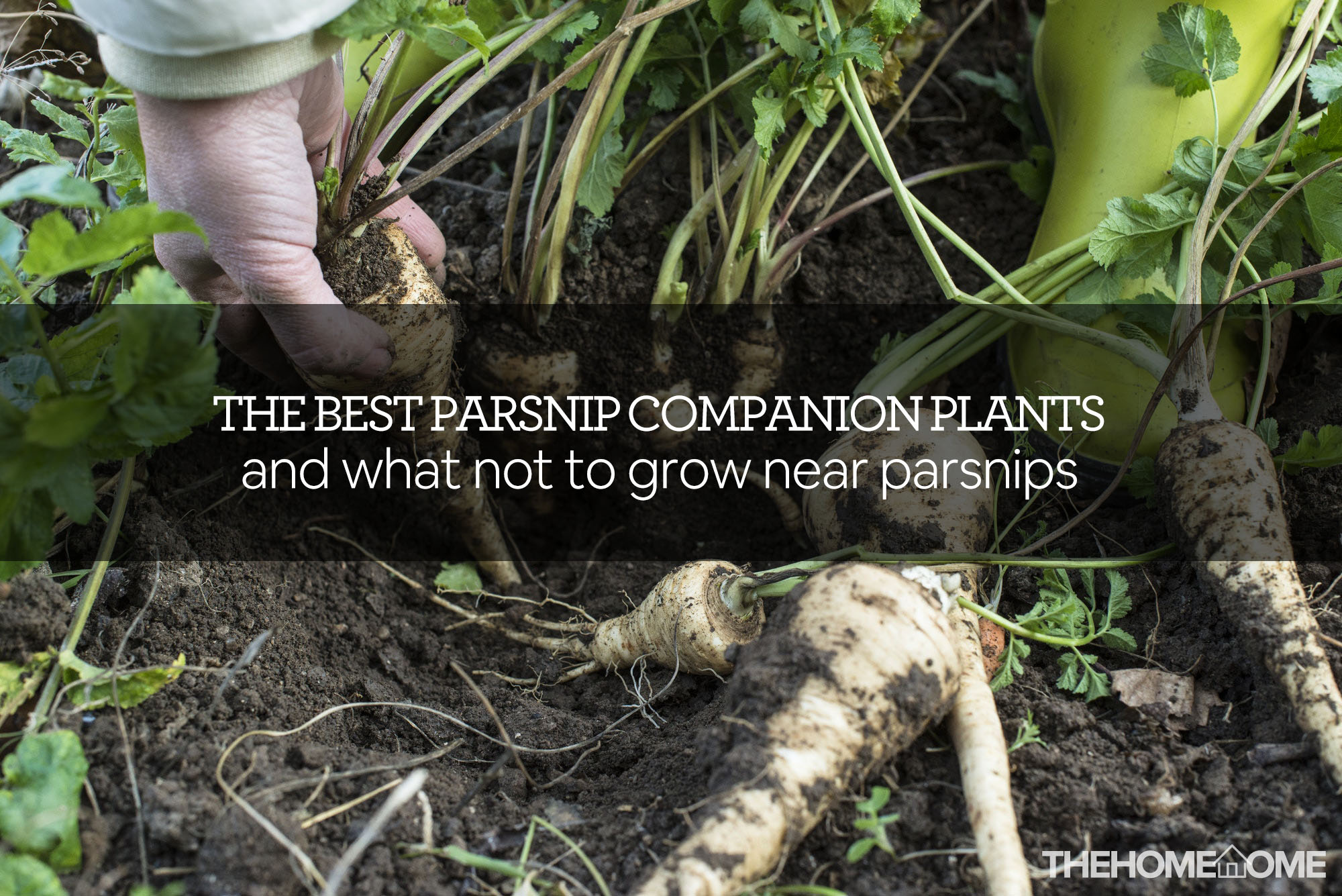 Image of Parsnips and beans companion planting