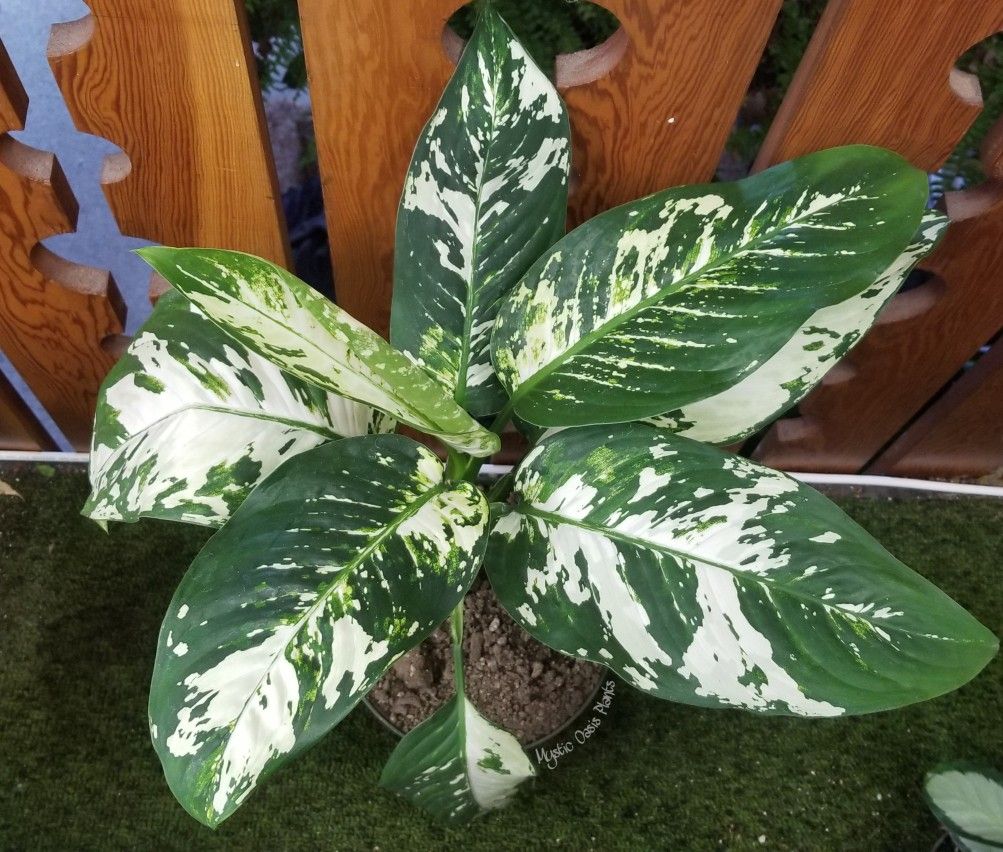 Dieffenbachia Aurora