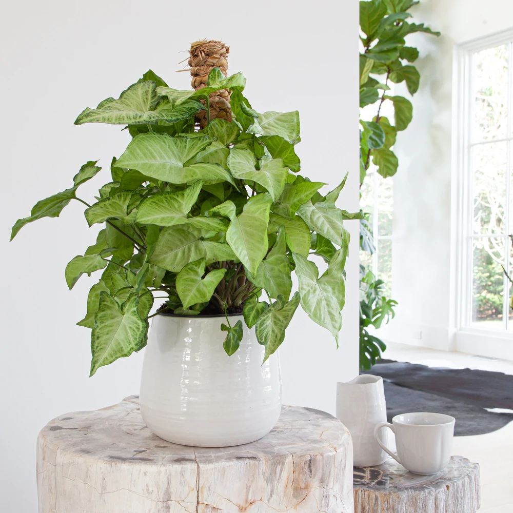 Syngonium White Butterfly