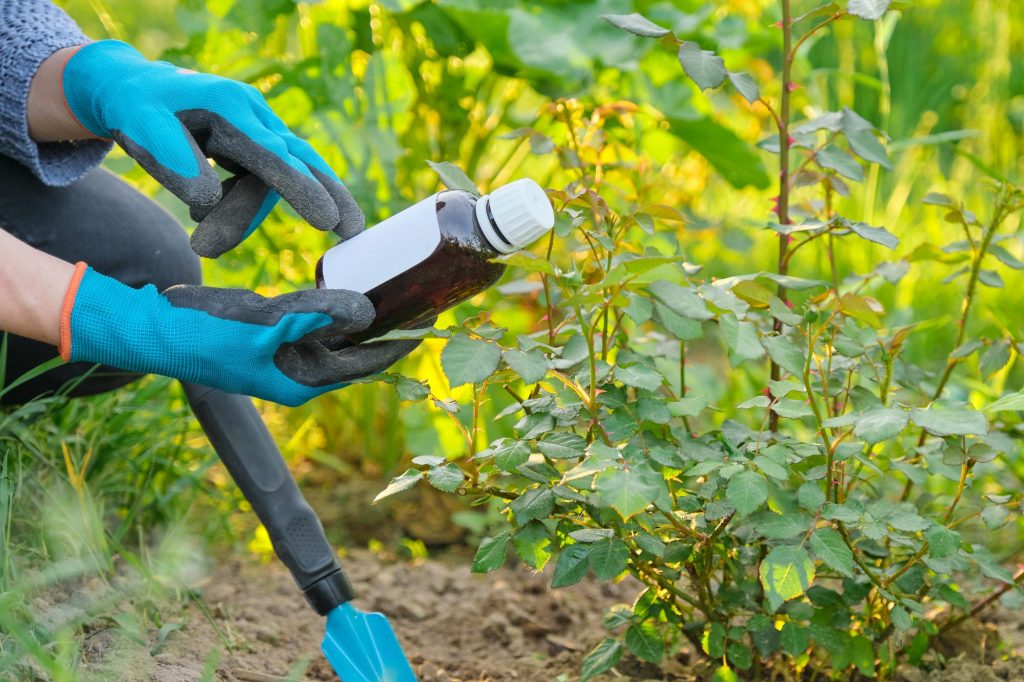 How to Keep Bugs Away From Strawberry Plants