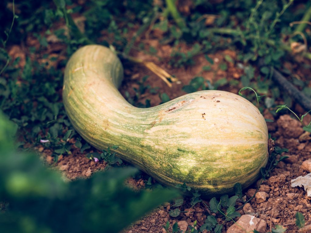 squash growing on ground