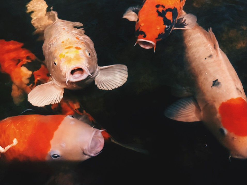 Koi fish in the pond