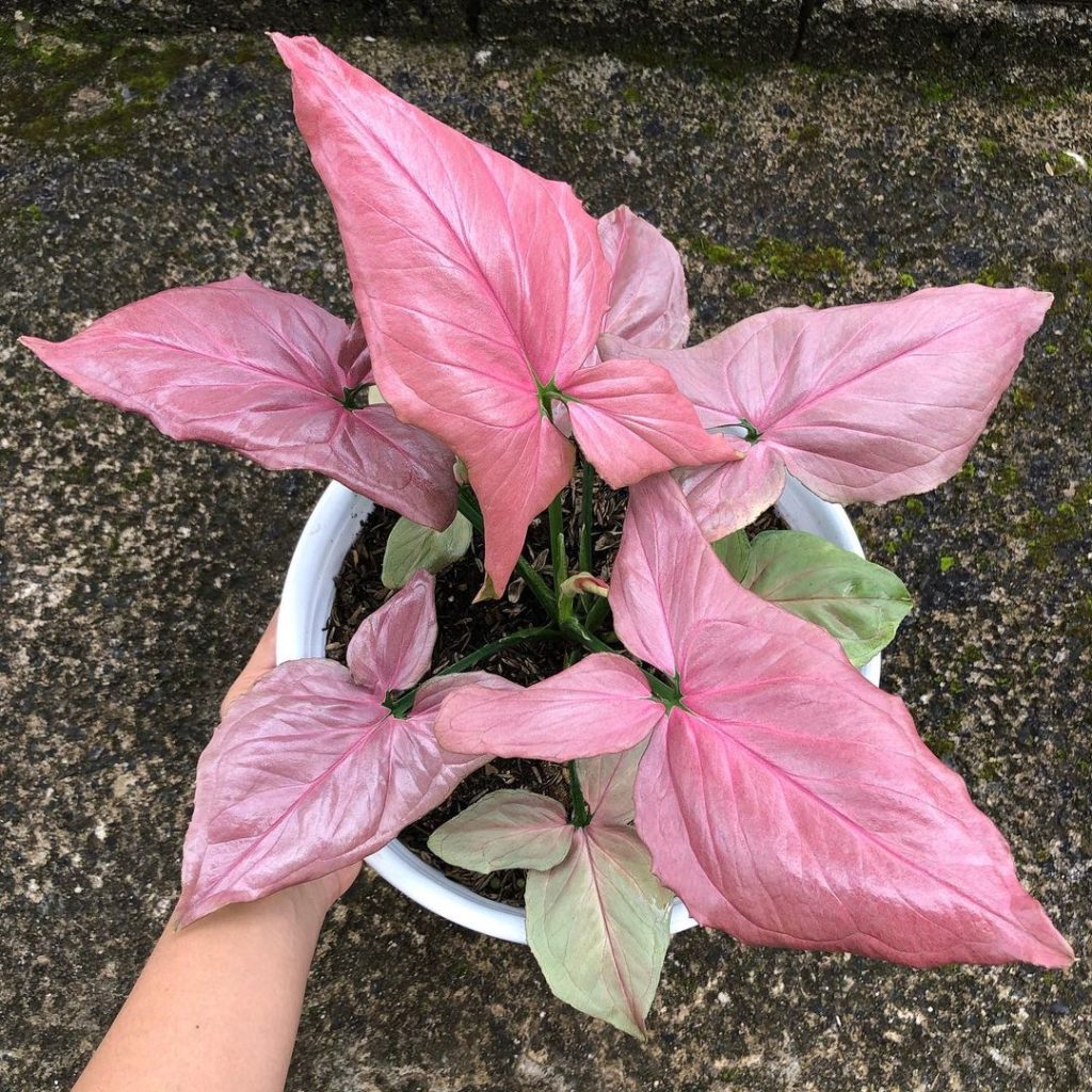 Syngonium Pink allusion