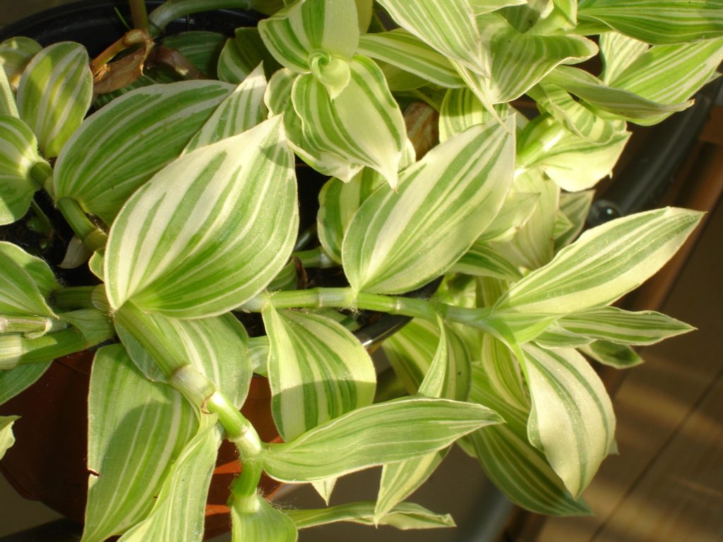 tradescantia albiflora